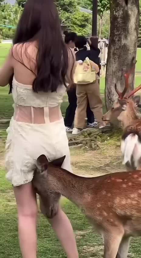 放開那頭鹿，讓我來！.MP4