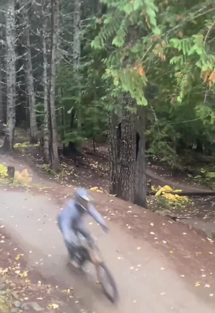 阿這....#無辜的熊