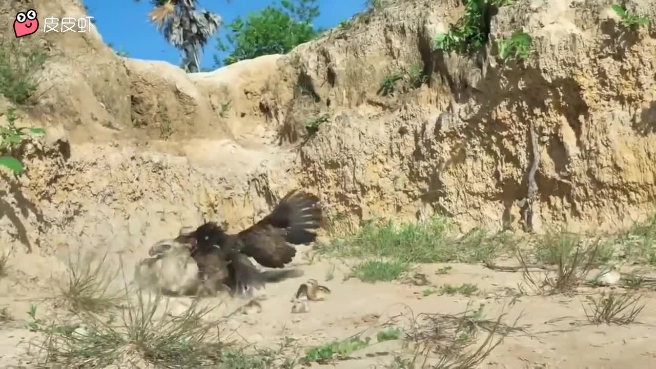 老鷹被母雞反殺