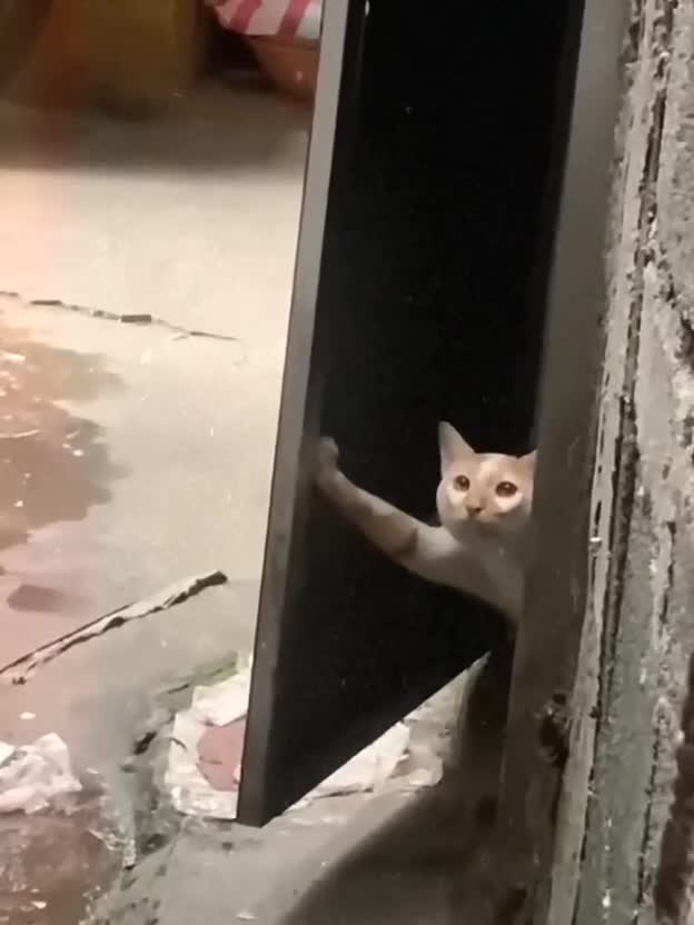 外面發生什麼事了 #貓貓吃瓜 。